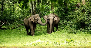 wayanad-wildlife-sanctuary